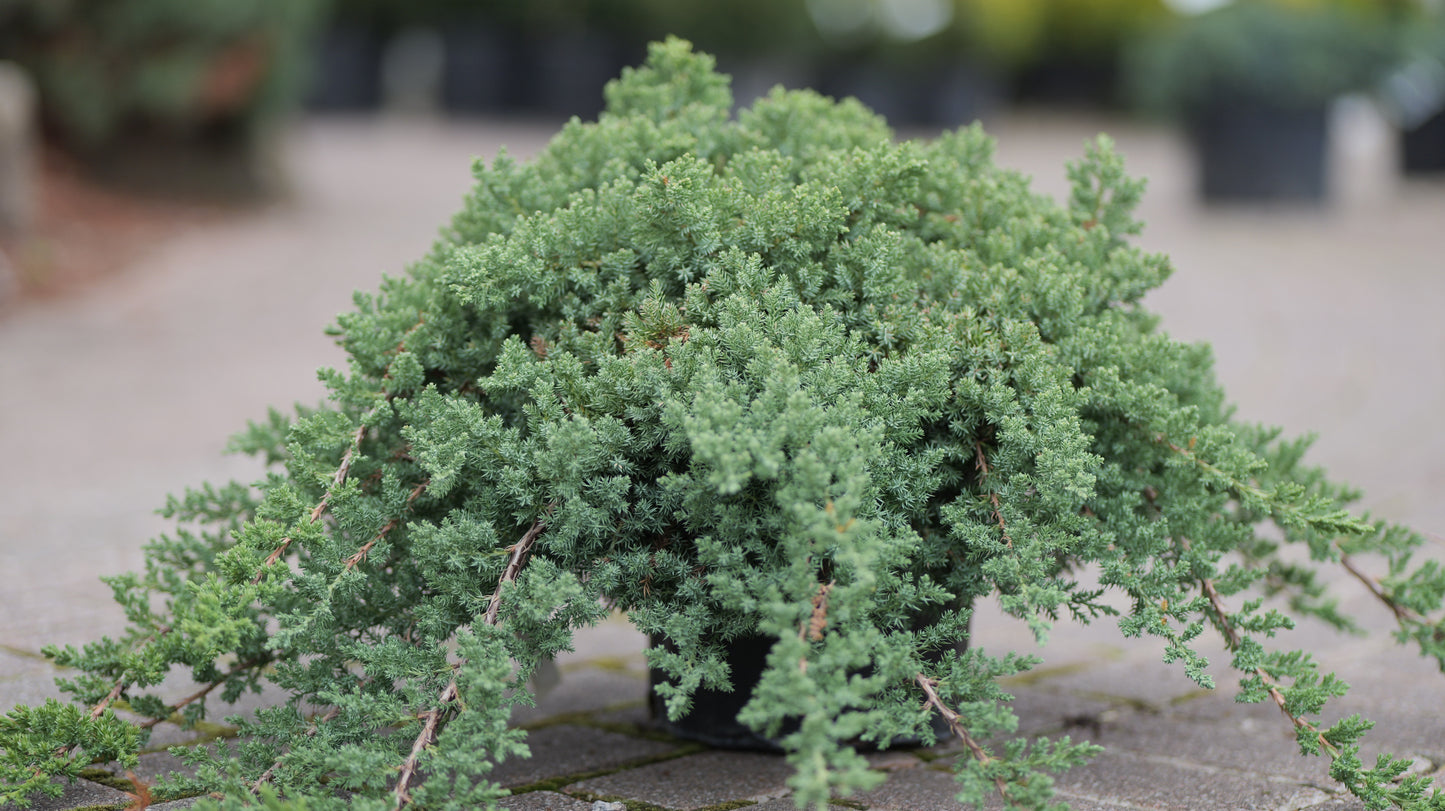 Juniperus | Dwarf Japanese Garden Juniper - 3 Gallon