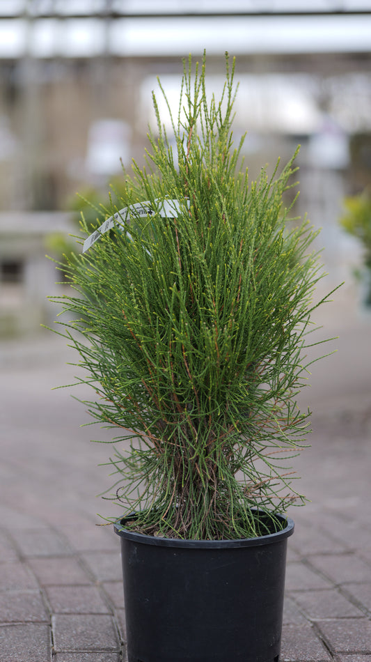 Platycladus | Franky Boy Chinese Arborvitae - 3 Gallon