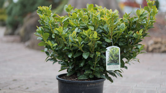 Prunus | Green Goblet Cherry Laurel - 6-Gallon