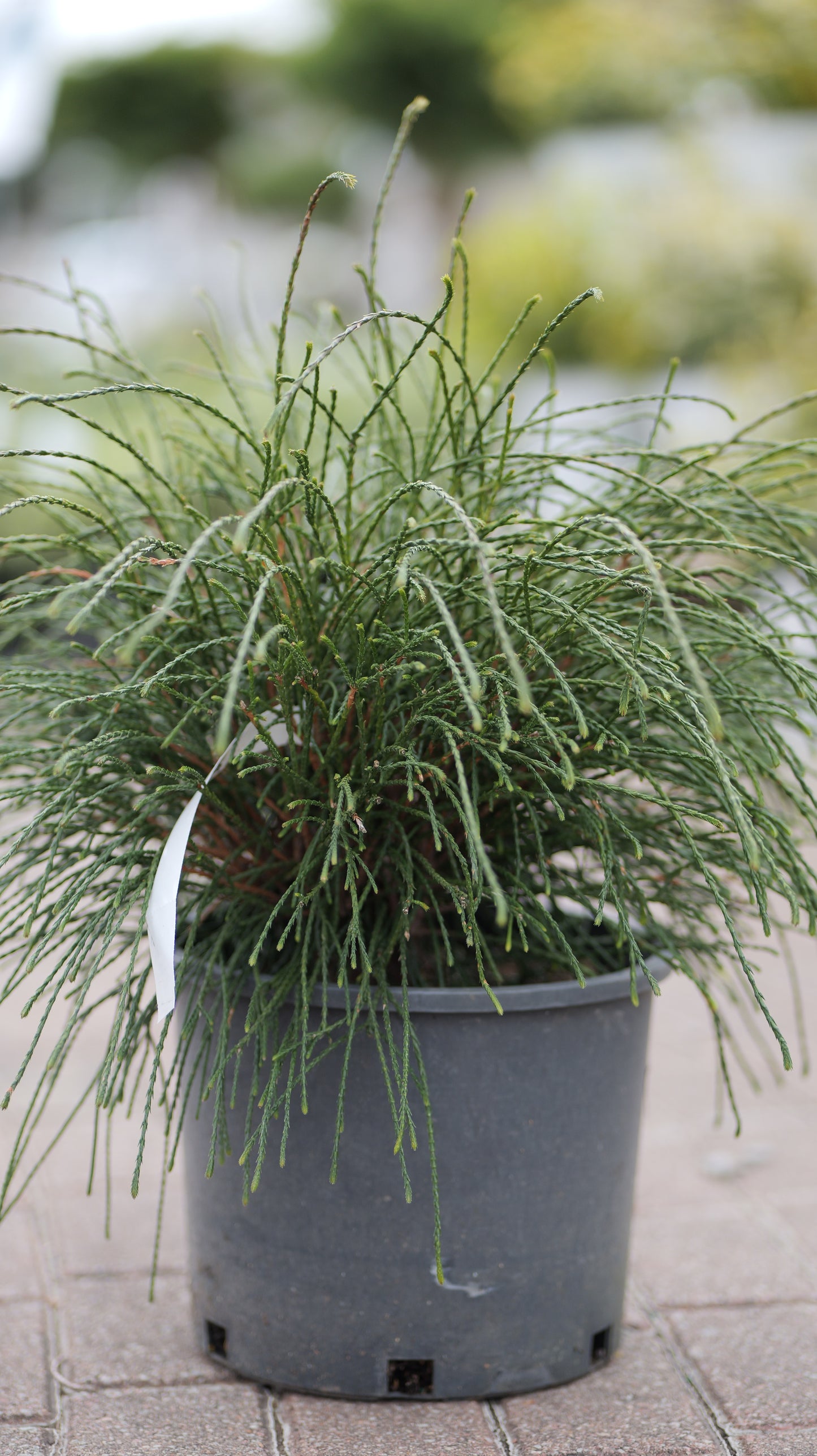 Thuja | Whipcord Arborvitae - 3 Gallon