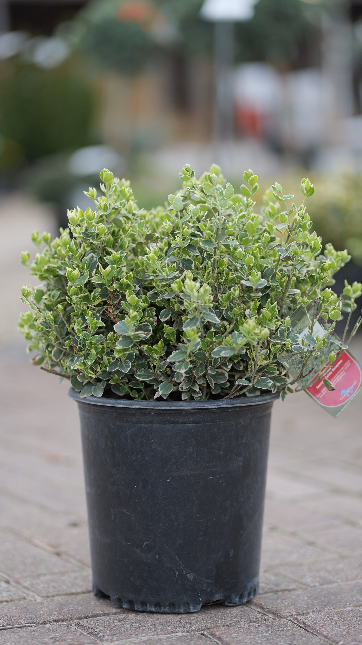 Euonymus | Emerald Gaiety Wintercreeper - 2 Gallon