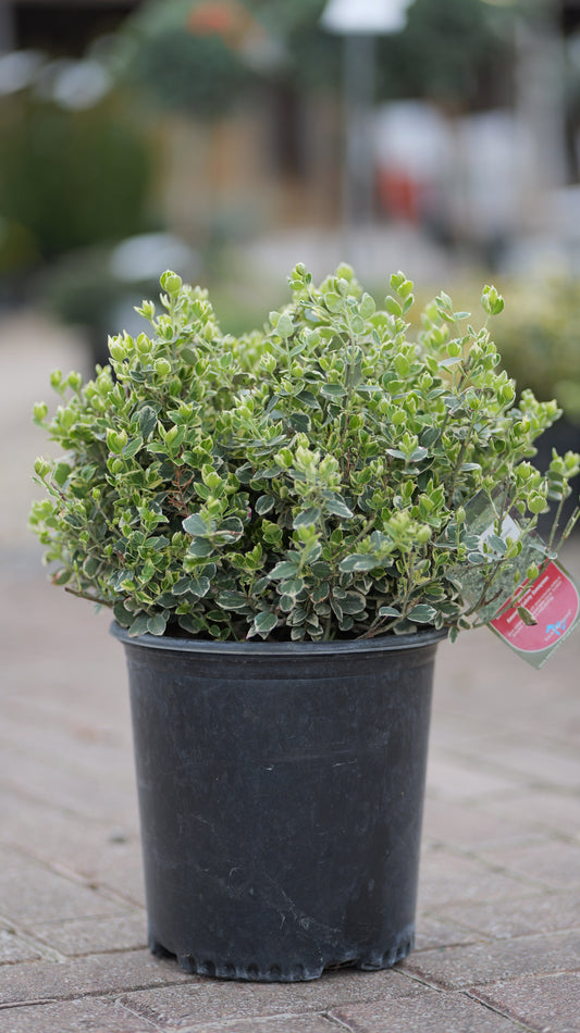 Euonymus | Emerald Gaiety Wintercreeper - 2 Gallon