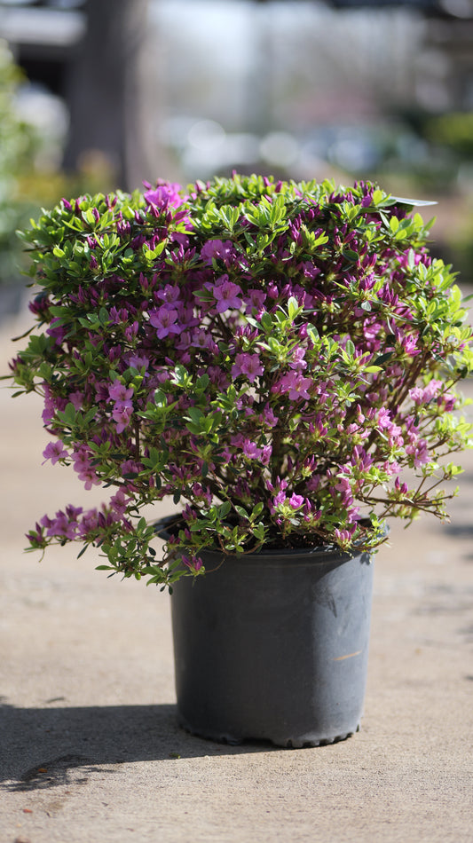 Rhododendron | Girard's Karen Azalea - 3 Gallon