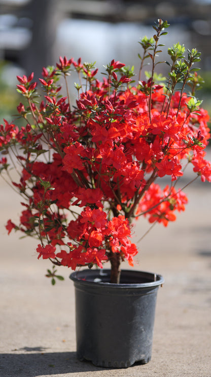 Rhododendron | Stewartstonian Azalea - 1 Gallon