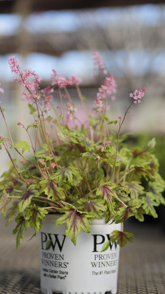 Heucherella | Fun and Games Foamy Bells | Eye Spy - 1 Gallon