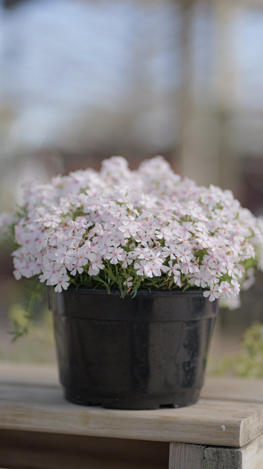 Phlox | Amazing Grace Creeping Phlox - 1 Gallon