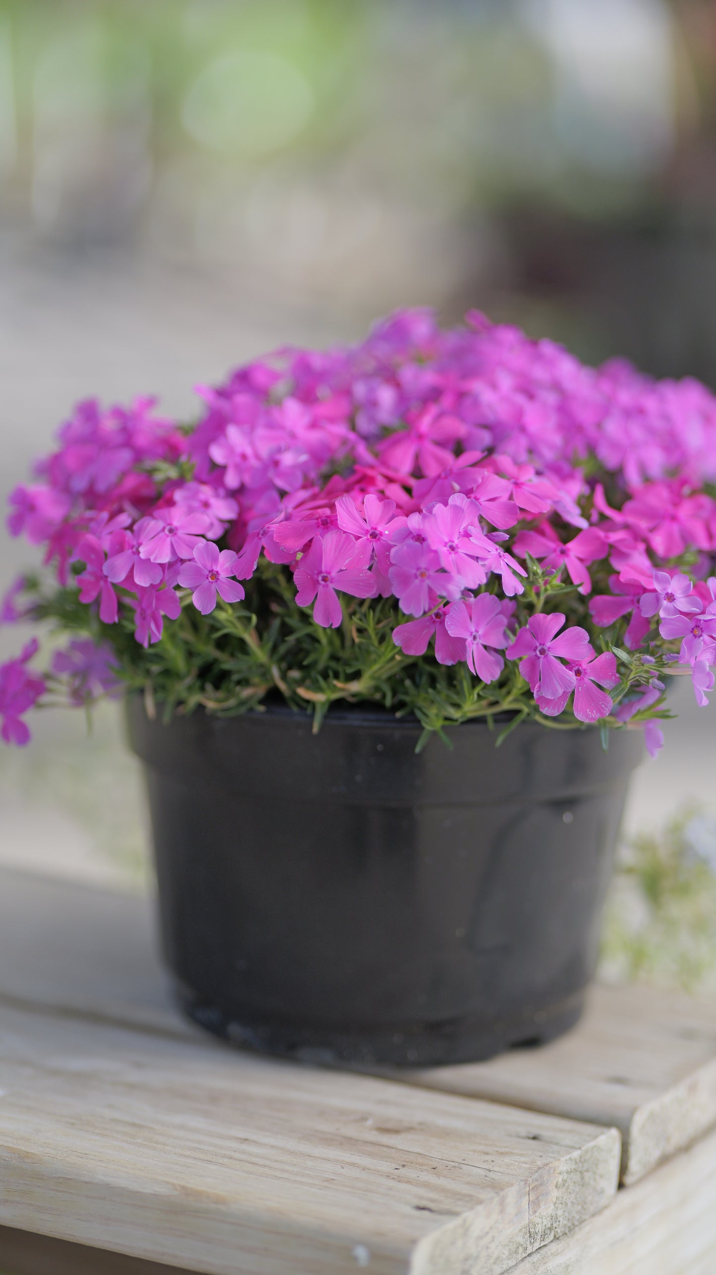 Phlox | Drummond's Pink Creeping Phlox - 1 Gallon