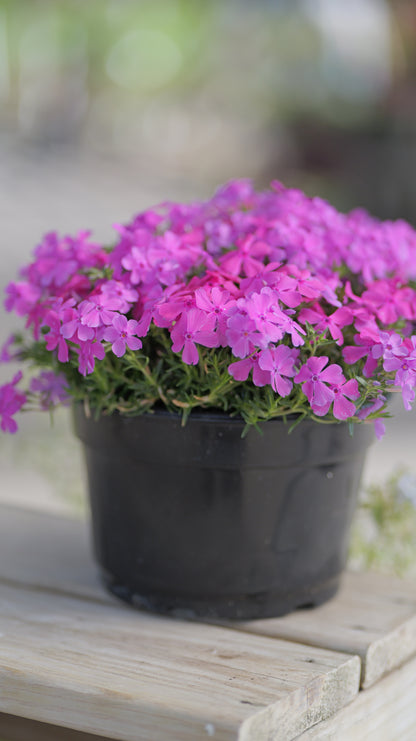 Phlox | Drummond's Pink Creeping Phlox - 1 Gallon