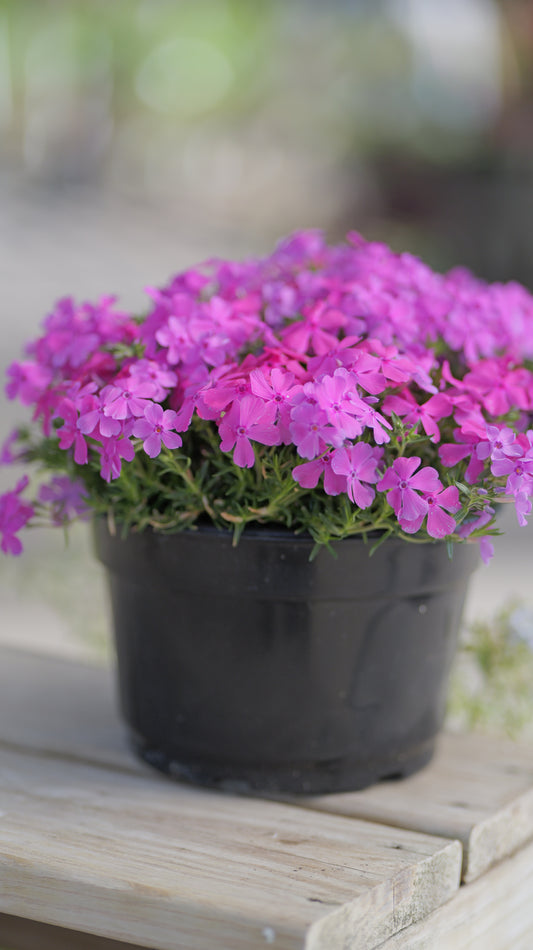 Phlox | Drummond's Pink Creeping Phlox - 1 Gallon