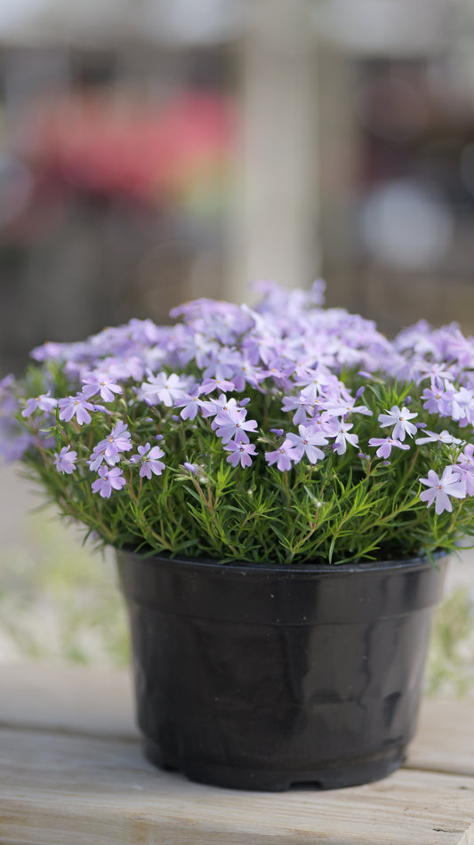 Phlox | Emerald Blue Creeping Phlox - 1 Gallon