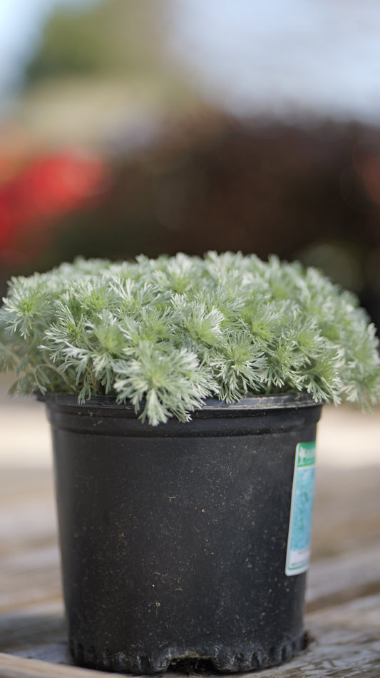 Artemisia | Silver Mound Artemisia - 1 Gallon