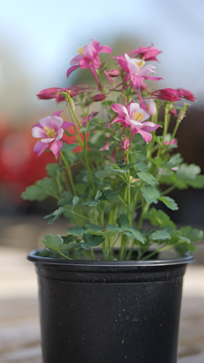 Aquilegia | Kirigami Columbine | Mix - 1 Gallon