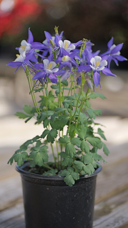 Aquilegia | Kirigami Columbine | Mix - 1 Gallon