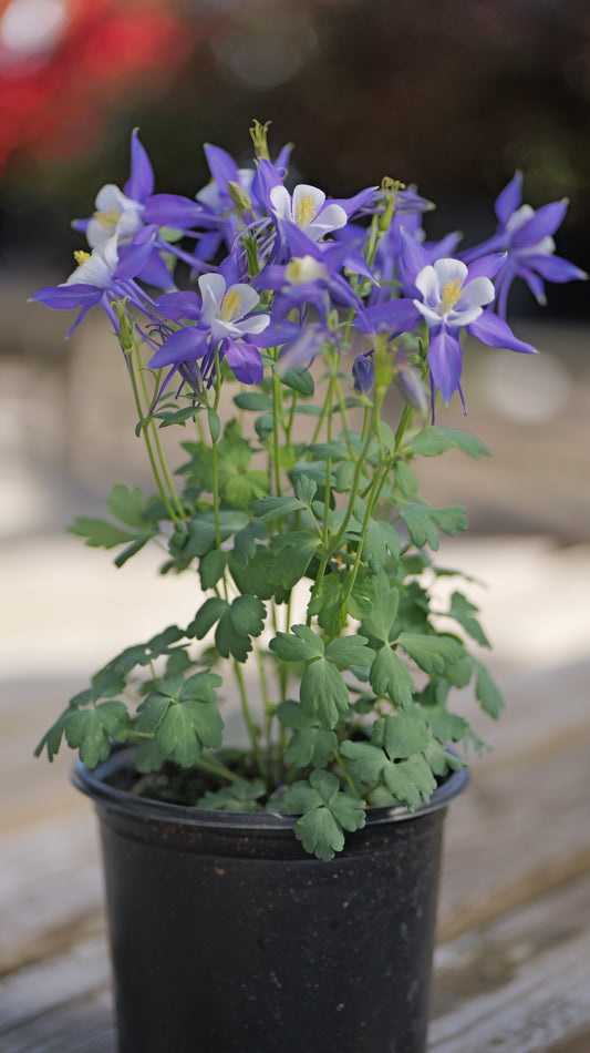 Aquilegia | Kirigami Columbine | Mix - 1 Gallon