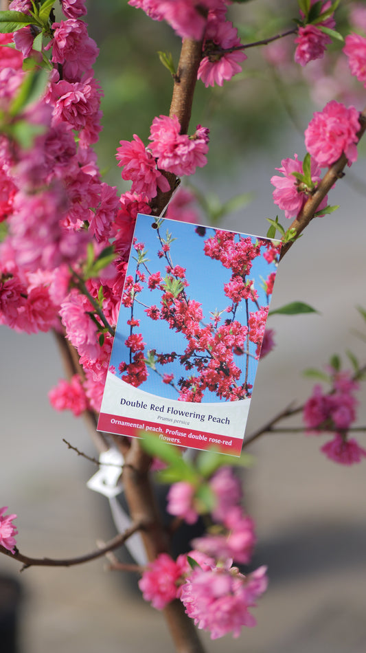 Prunus | Double Red Peach - 7-Gallon