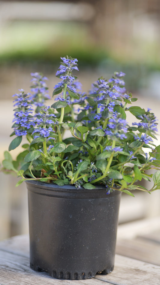 Ajuga | Catlin's Giant Bugleweed - 1 Gallon