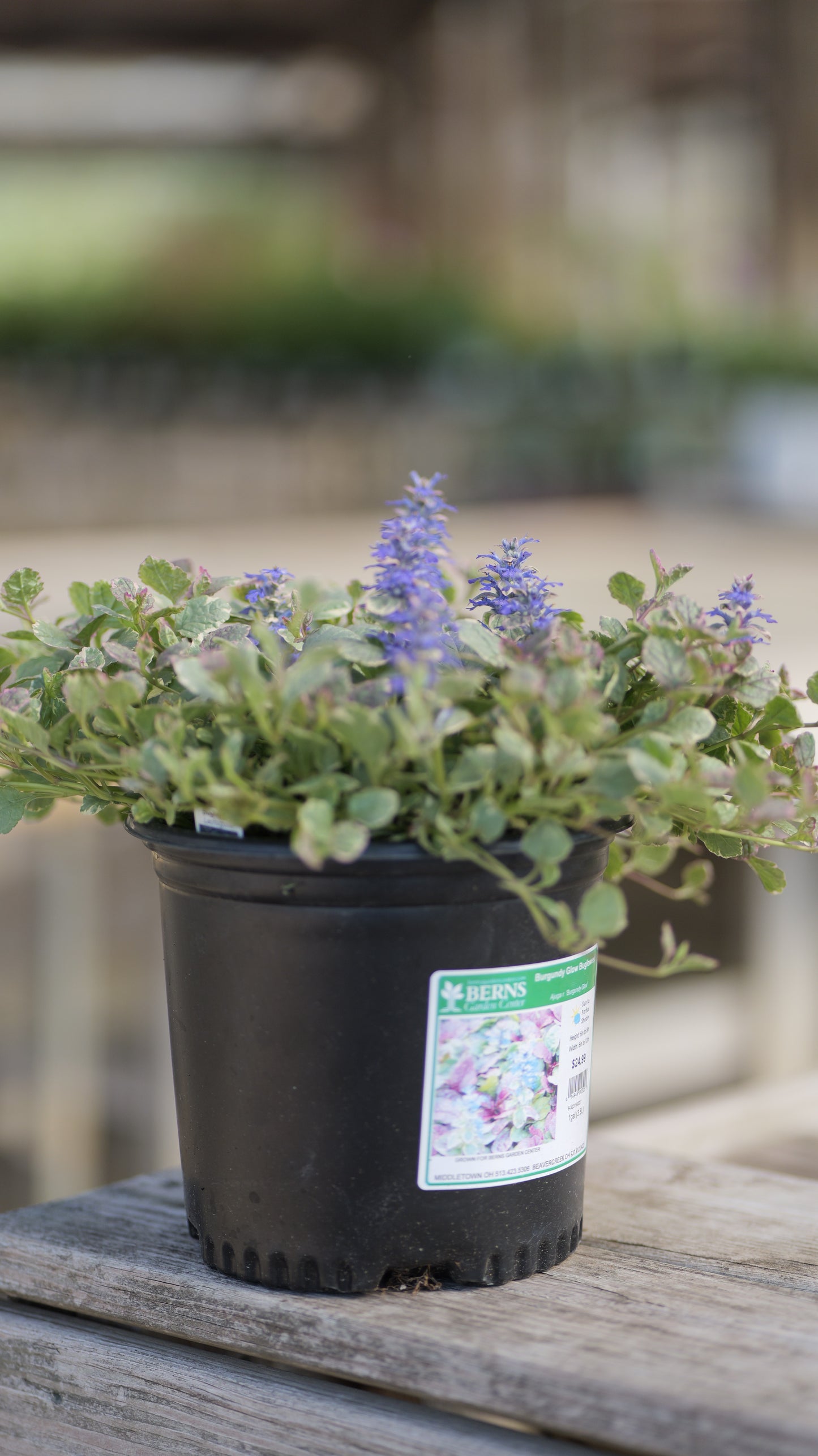 Ajuga | Burgundy Glow Bugleweed - 1 Gallon