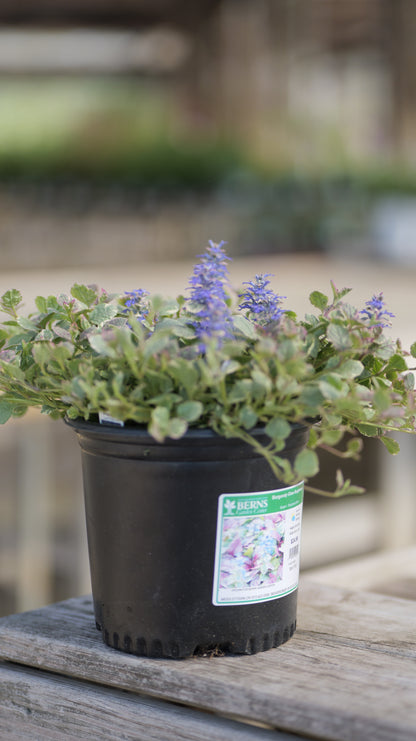 Ajuga | Burgundy Glow Bugleweed - 1 Gallon