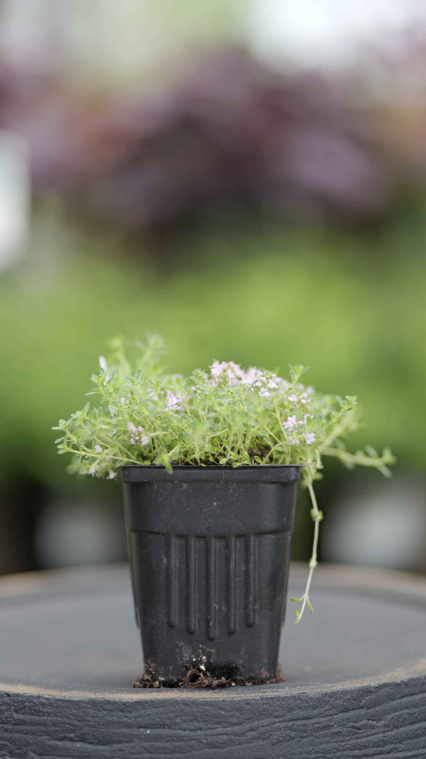 Creeping Thyme | Pink Chintz - 1 Pint