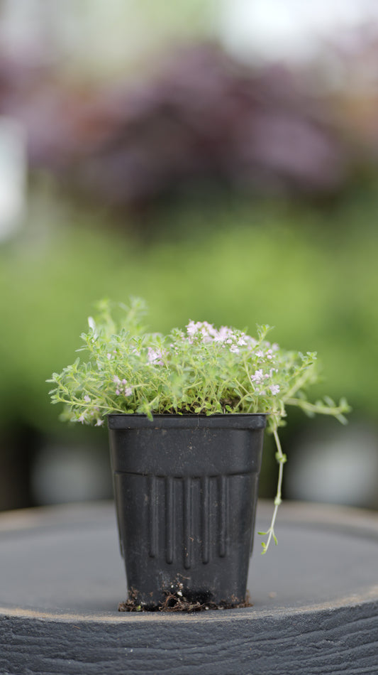 Creeping Thyme | Pink Chintz - 1 Pint