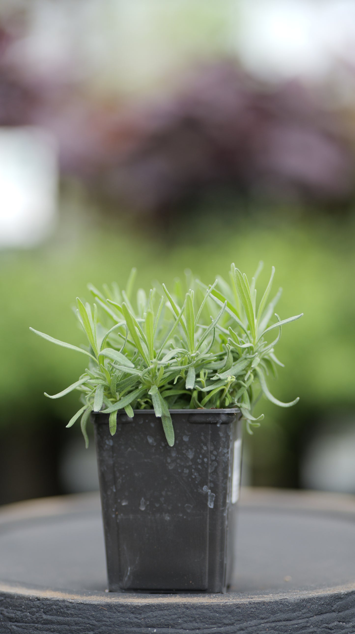 Lavender | Munstead - 1 Pint
