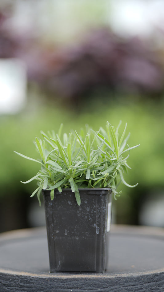 Lavender | Munstead - 1 Pint