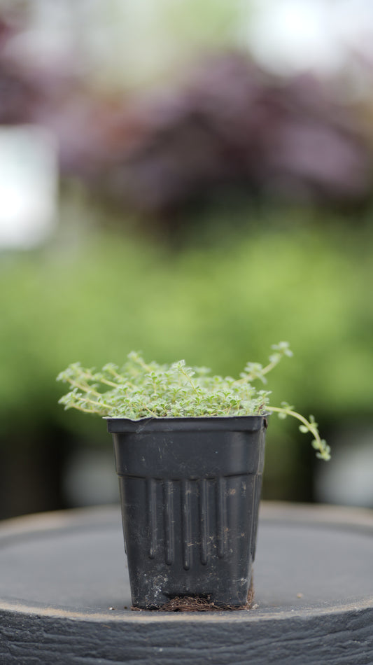 Thyme | Wooly - 1 Pint