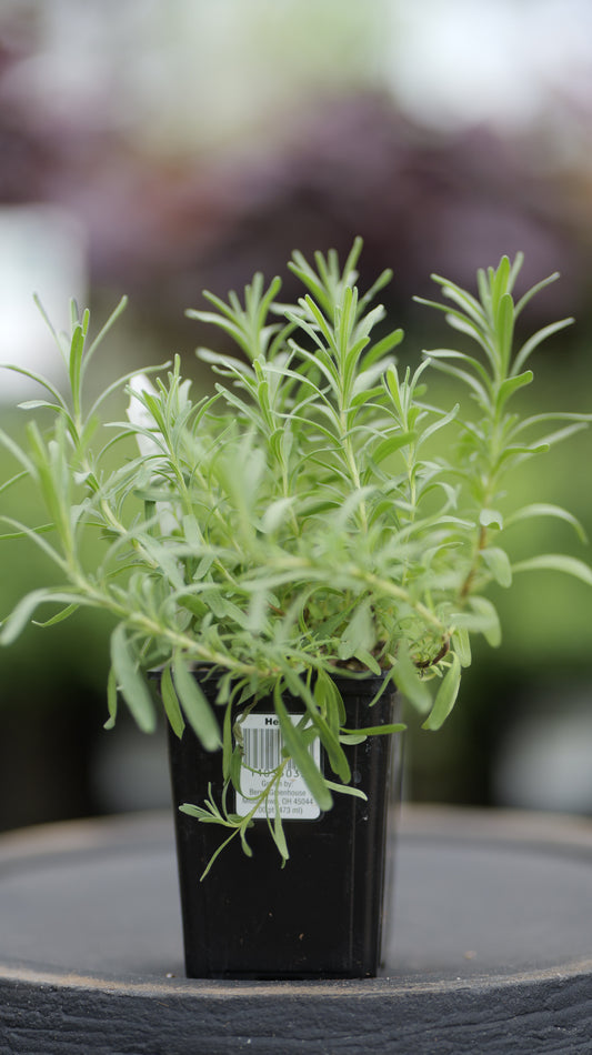 Lavender | Hidcote - 1 Pint