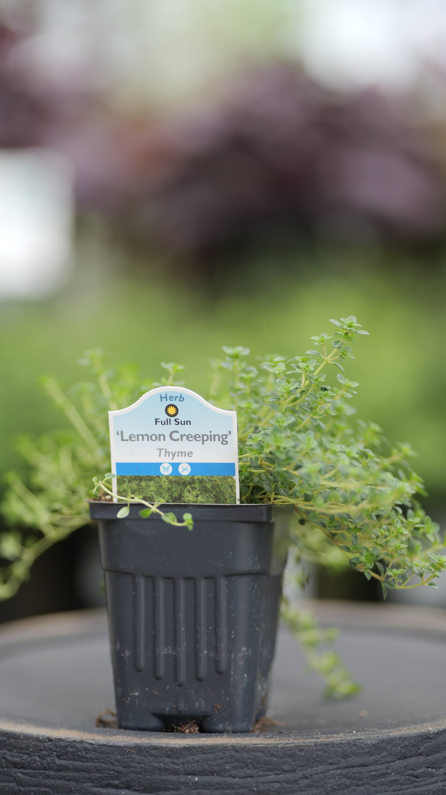 Thyme | Lemon Creeping - 1 Pint
