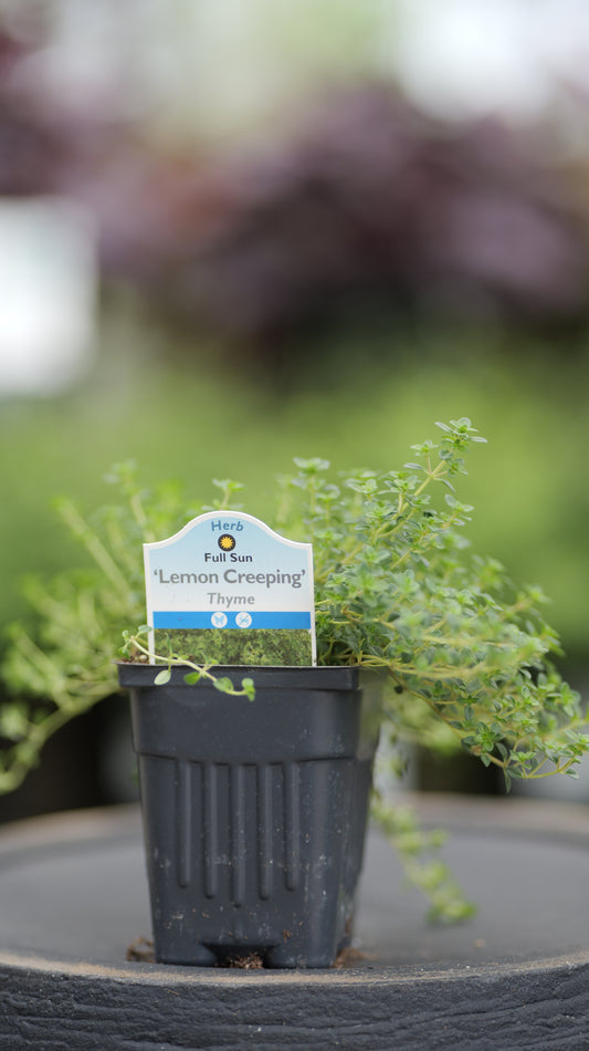 Thyme | Lemon Creeping - 1 Pint