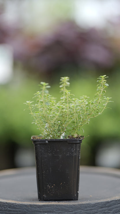Thyme | Golden Lemon - 1 Pint