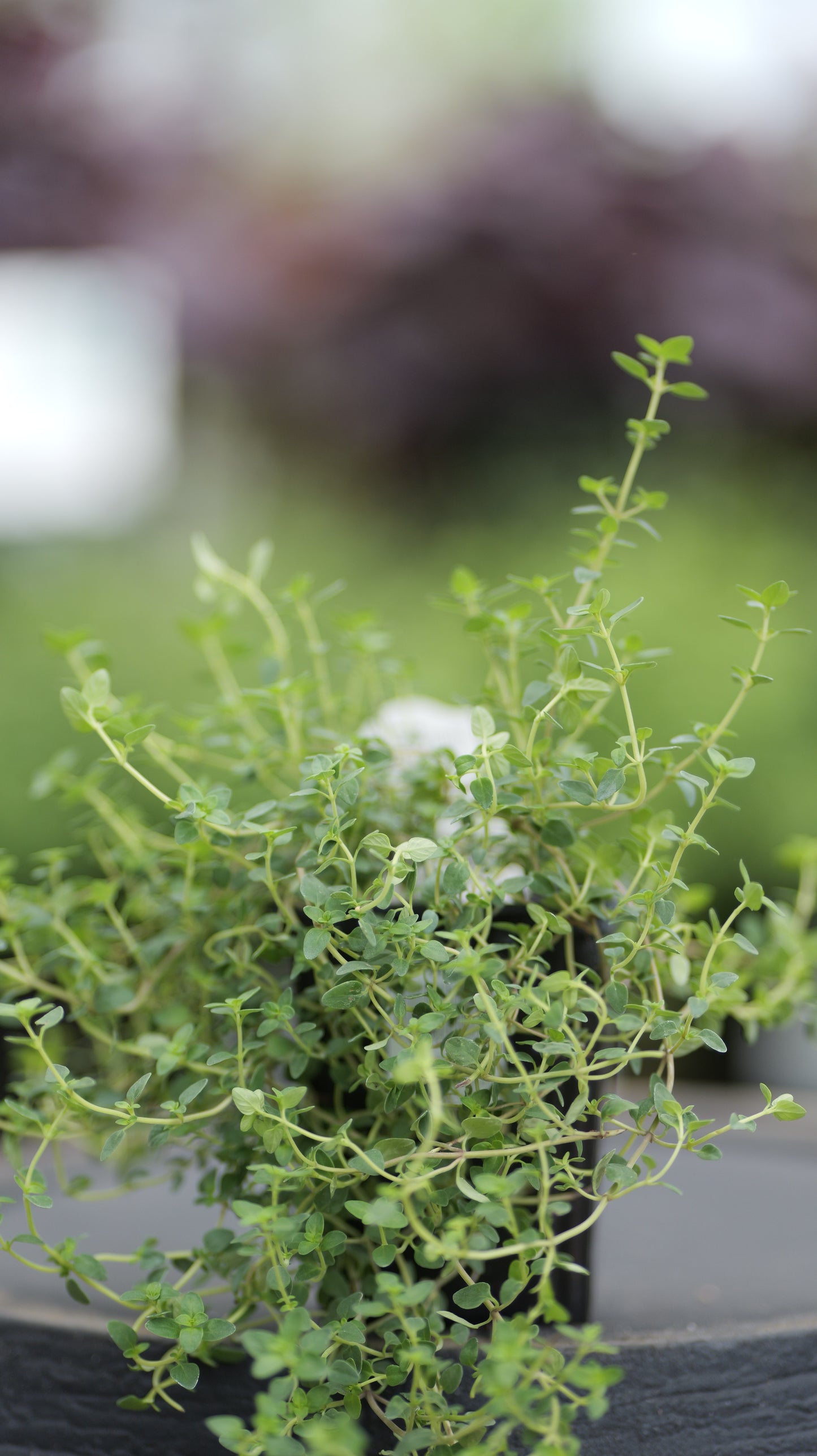 Thyme | English - 1 Pint