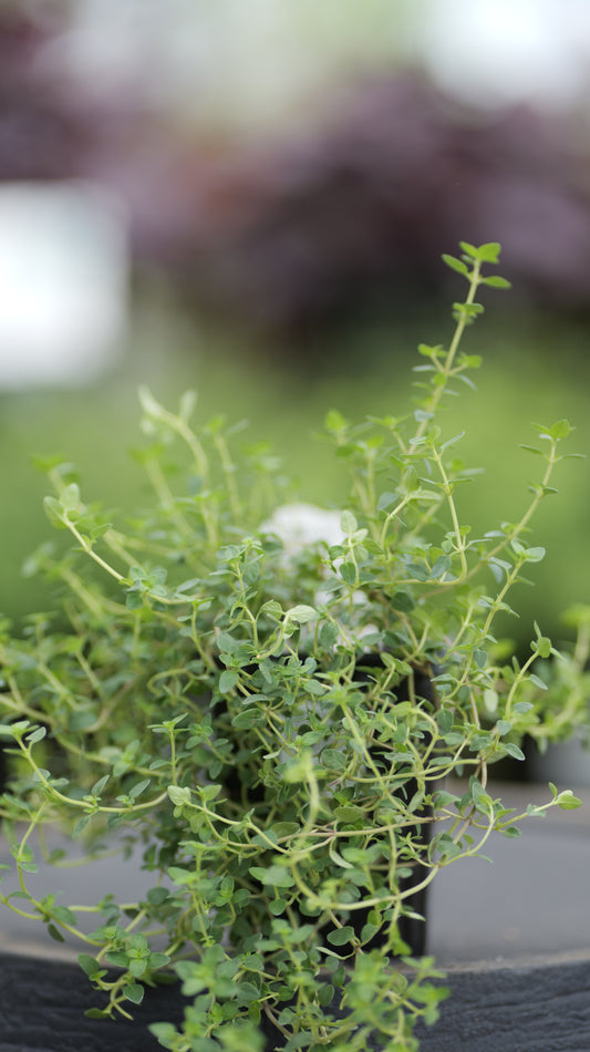 Thyme | English - 1 Pint