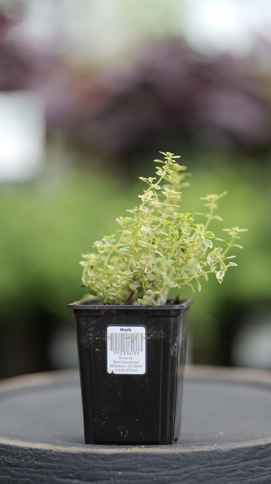 Thyme | Golden Lemon - 1 Pint