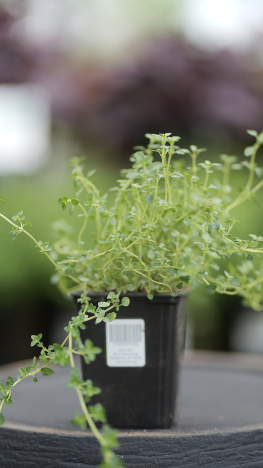 Thyme | Silver Queen - 1 Pint