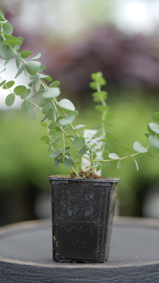 Eucalyptus | Baby Blue Boquet - 1 Pint