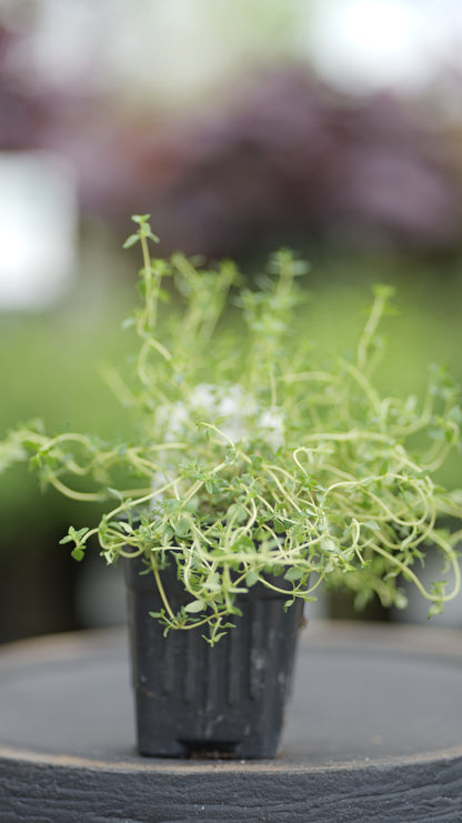 Thyme | French - 1 Pint