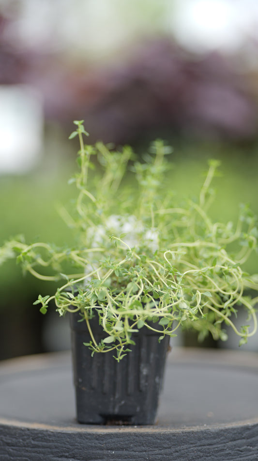 Thyme | French - 1 Pint