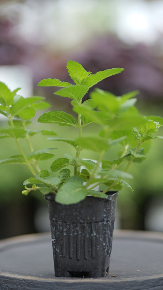 Mint | Kentucky Colonel - 1 Pint
