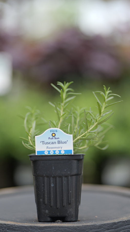 Rosemary | Tuscan Blue - 1 Pint