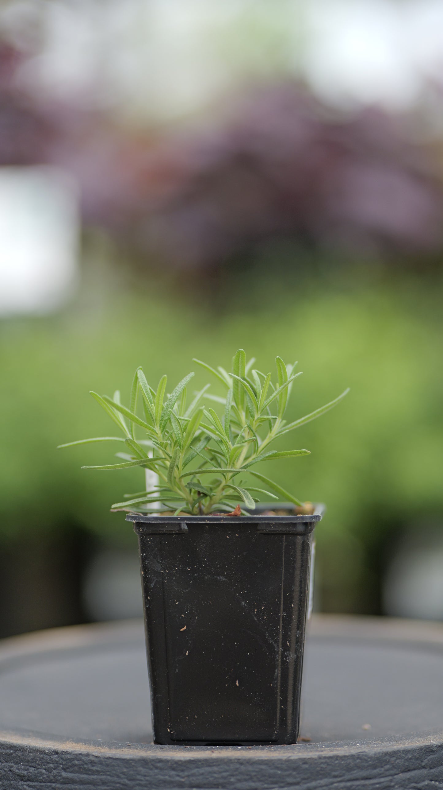 Rosemary | Taurentius - 1 Pint