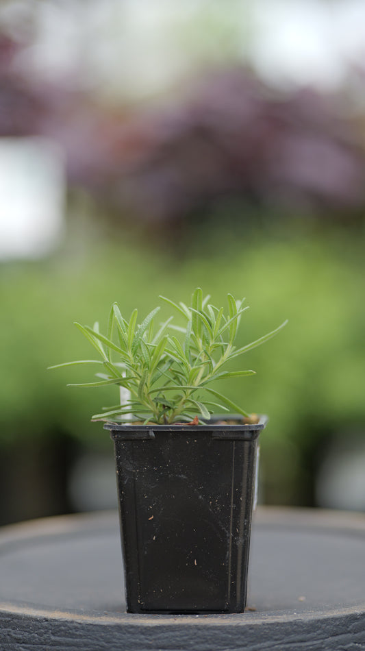 Rosemary | Taurentius - 1 Pint