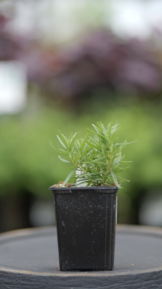 Rosemary | Barbecue - 1 Pint