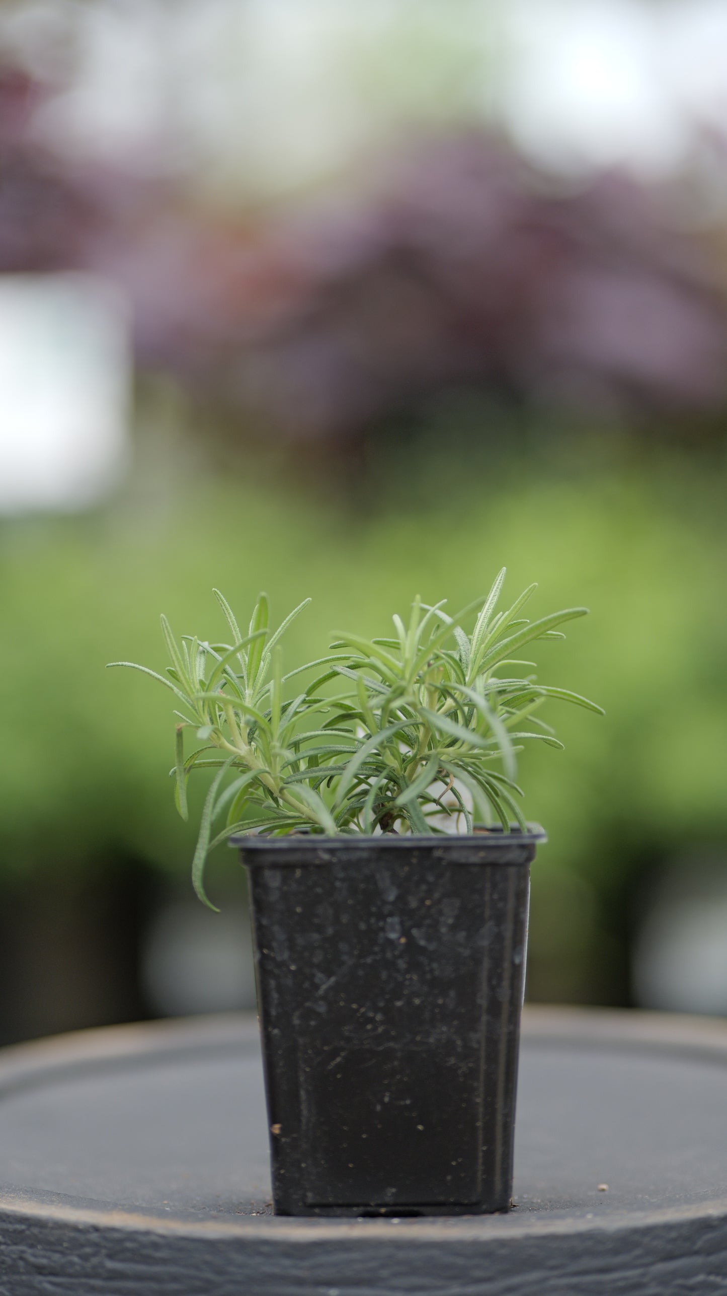 Rosemary | Hill Hardy - 1 Pint
