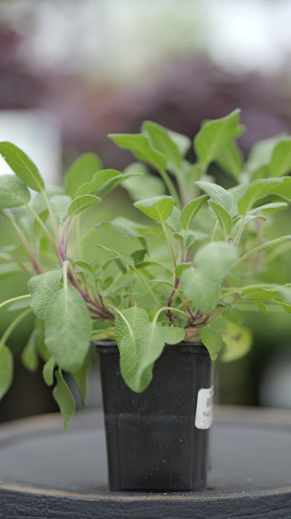 Sage | Tricolor - 1 Pint