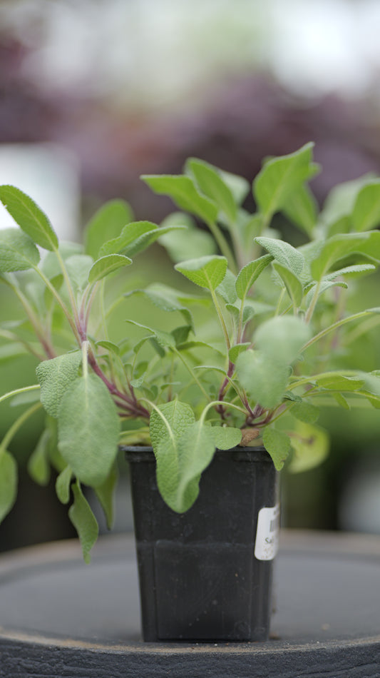 Sage | Tricolor - 1 Pint
