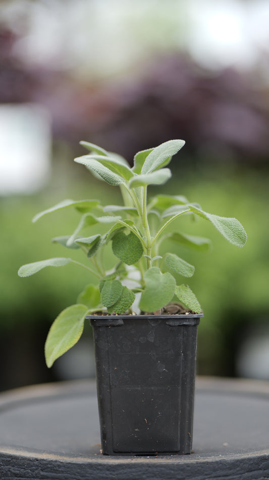 Sage | Berggarten - 1 Pint