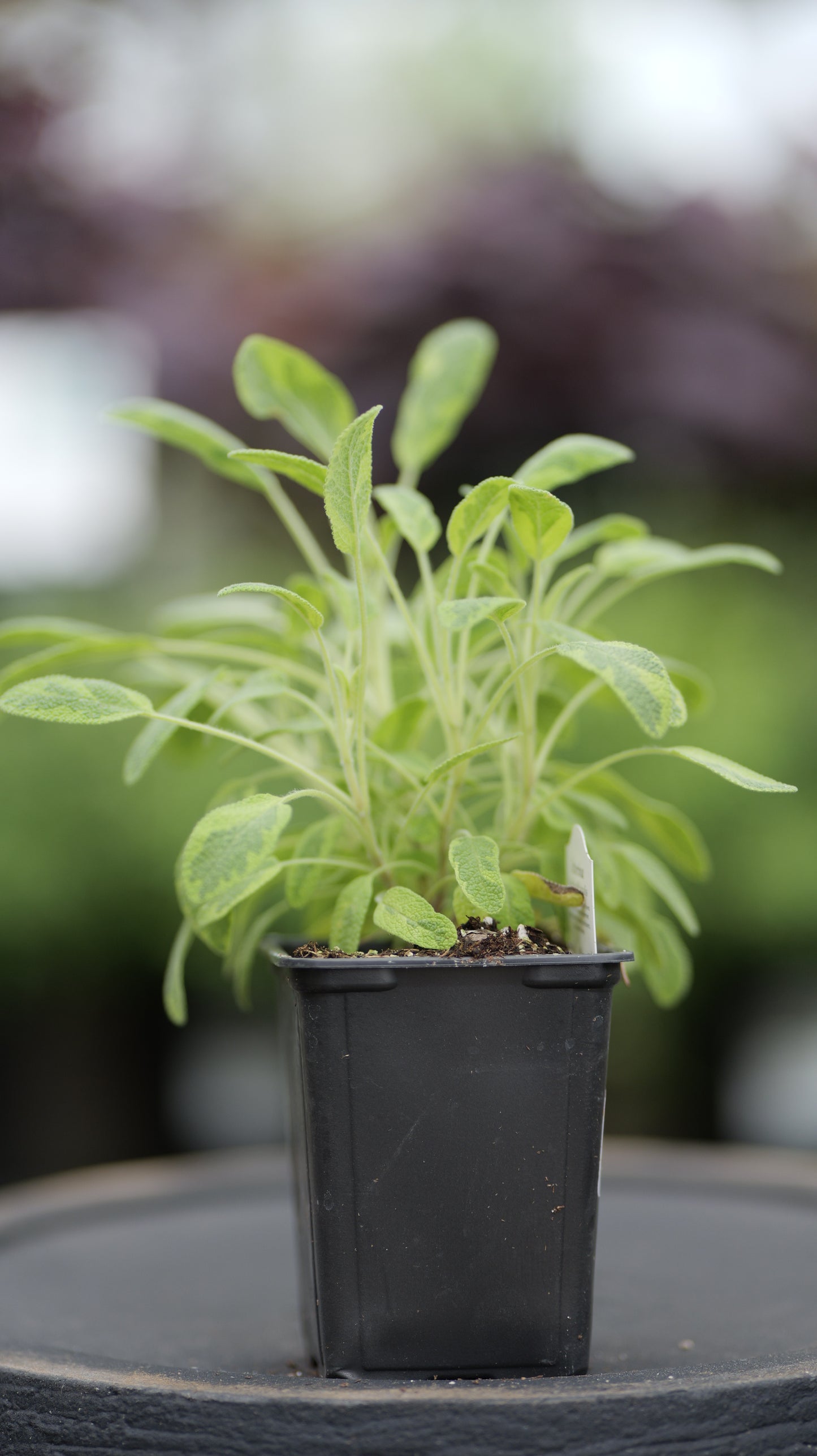 Sage | Icterina Golden - 1 Pint