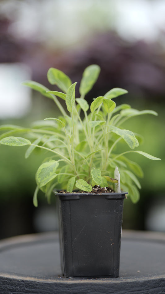 Sage | Icterina Golden - 1 Pint