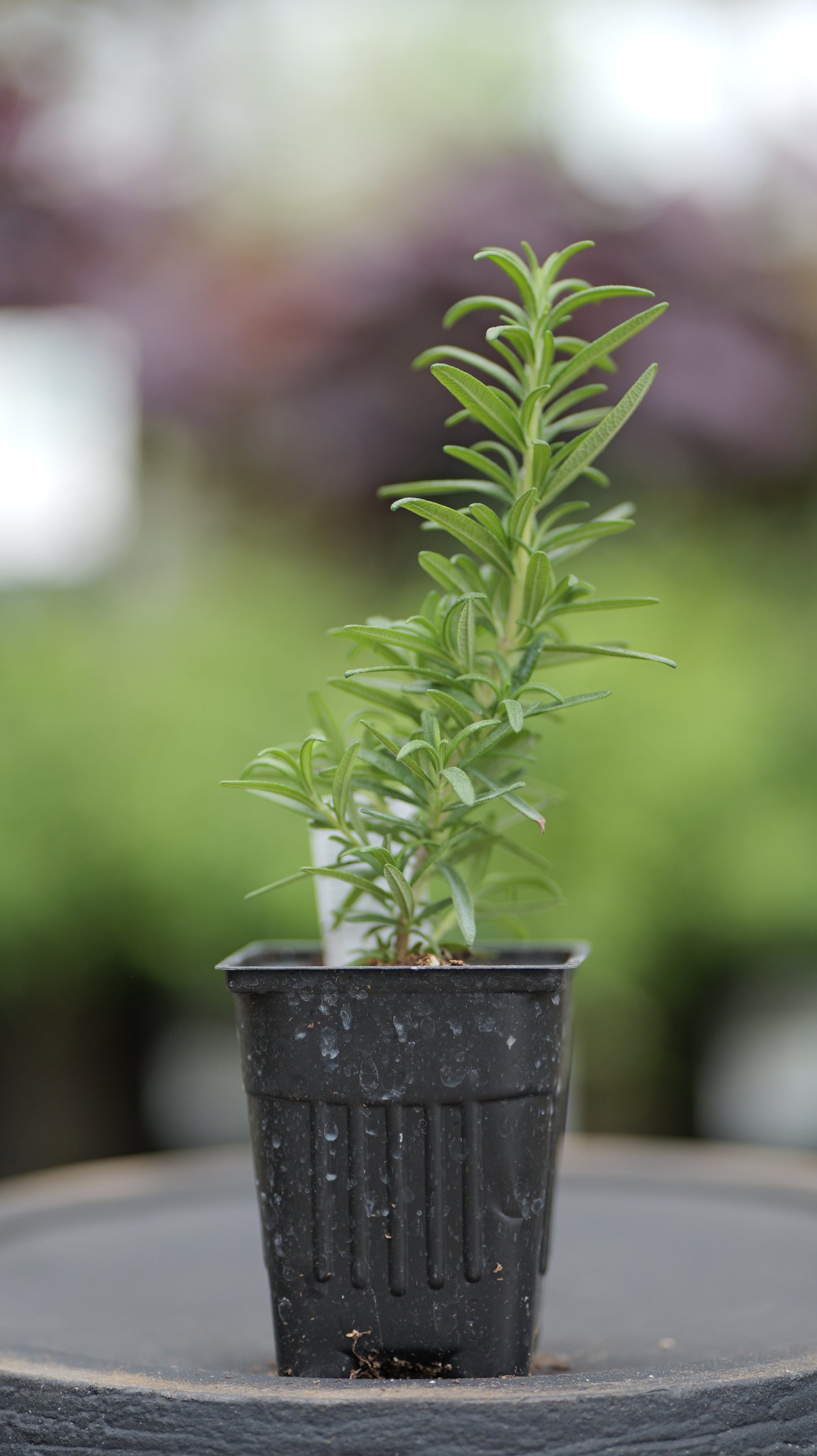 Rosemary | Spice Island - 1 Pint
